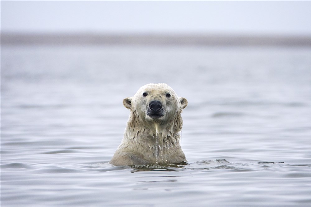 Senate votes down meausre to protect Arctic Wildlife Refuge from oil drilling