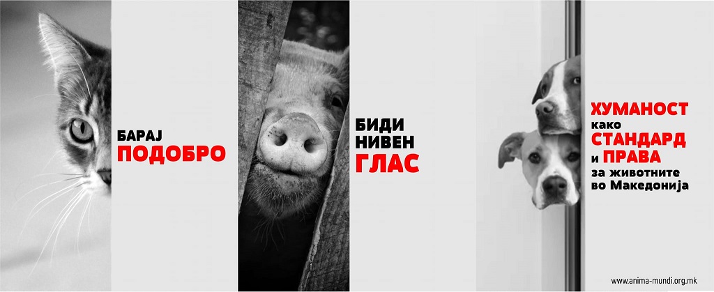 anima mundi do ucesnicite na izborite