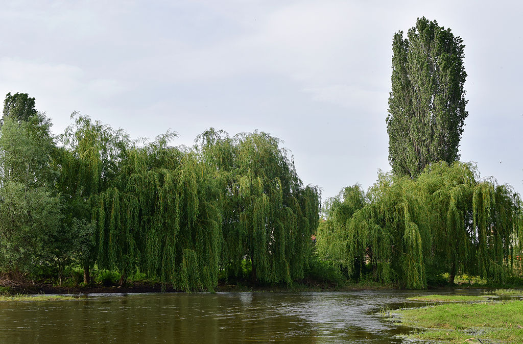 crna reka vikipedija