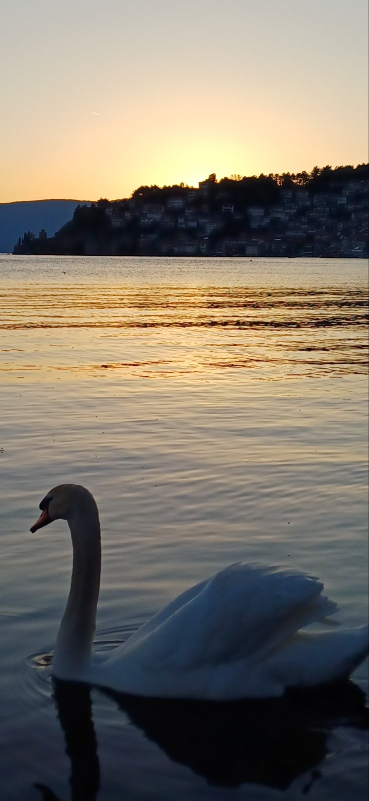 lebed ohrid sonce