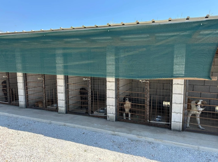 bezdomni kucinja tetovo