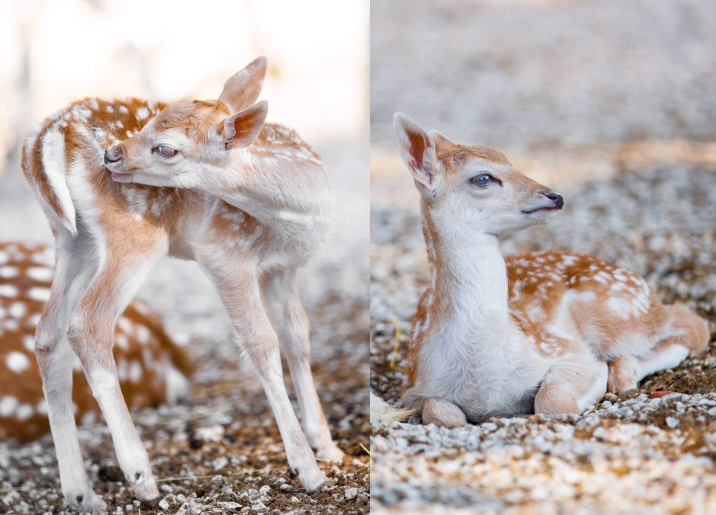 elence vo zoo skopje