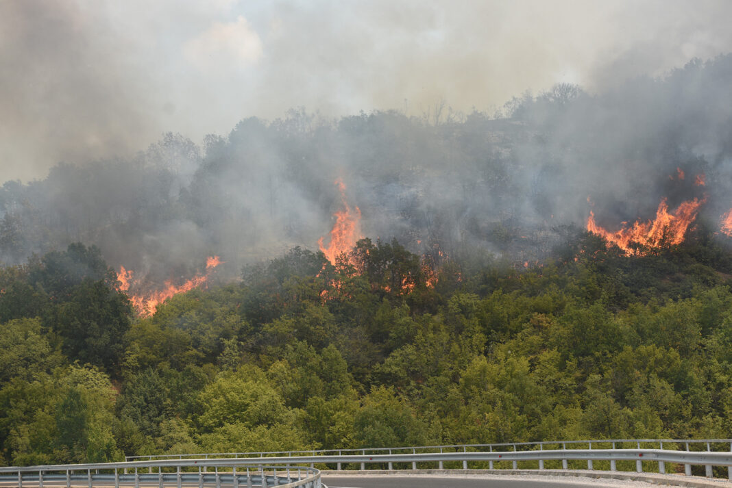 Pozar negotinsko ROKO 9