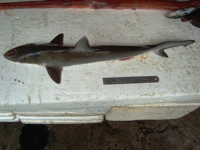 Rhizoprionodon_lalla01