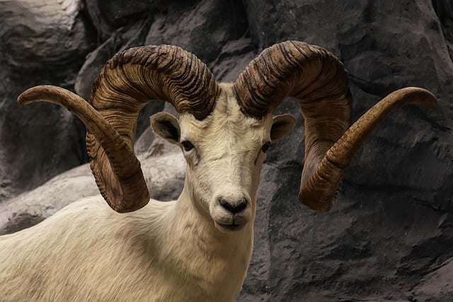 bighorn-sheep-8113311_640