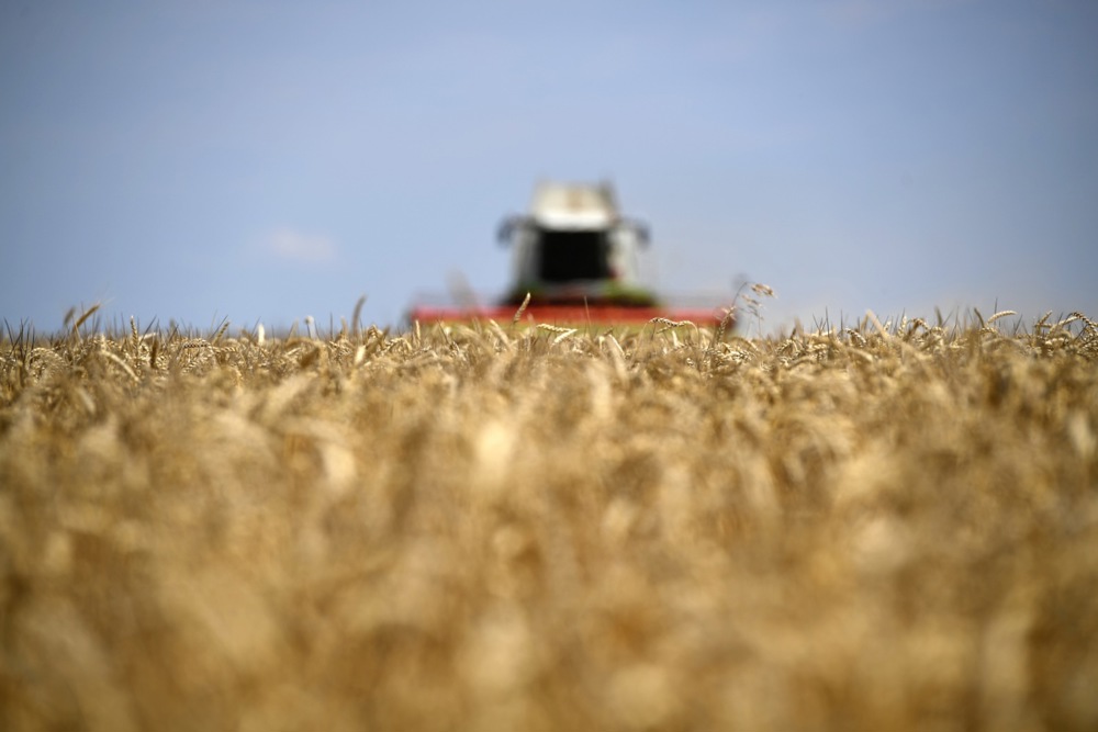 жито украинско епа