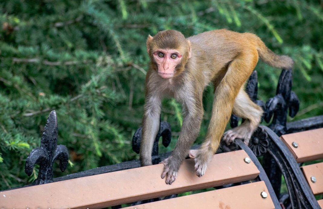 rhesus-macaque-6580784_1280
