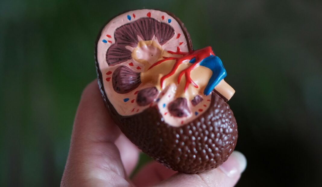 bubreg--szKjHyPq28-unsplash