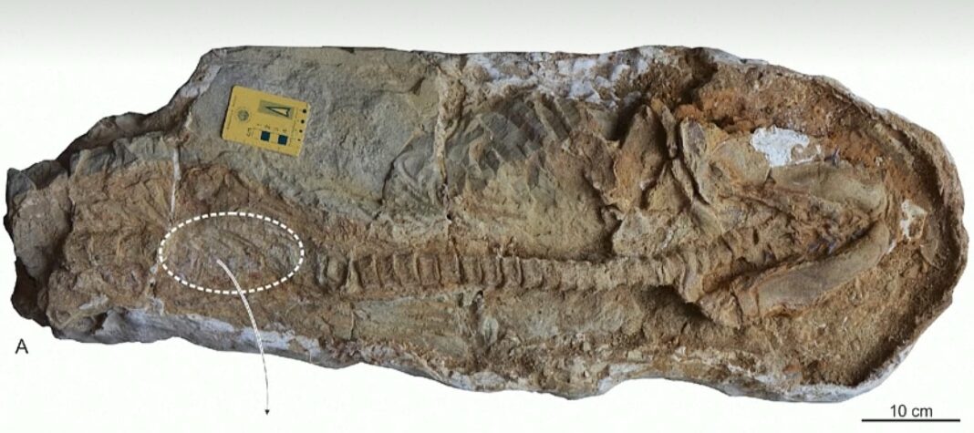 Фосил Перу ајкула (237)