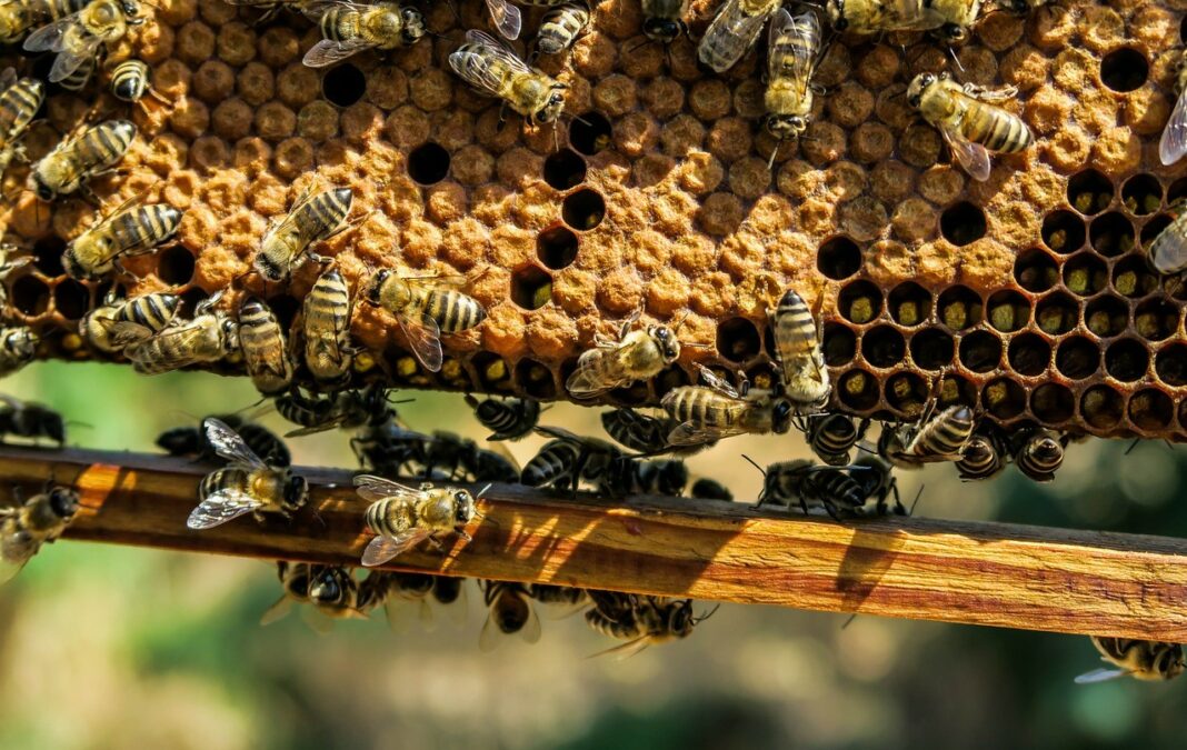 пчели пикса