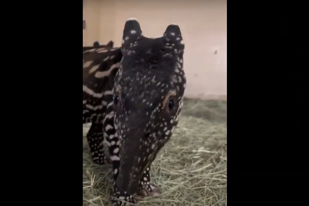 Малајски тапир