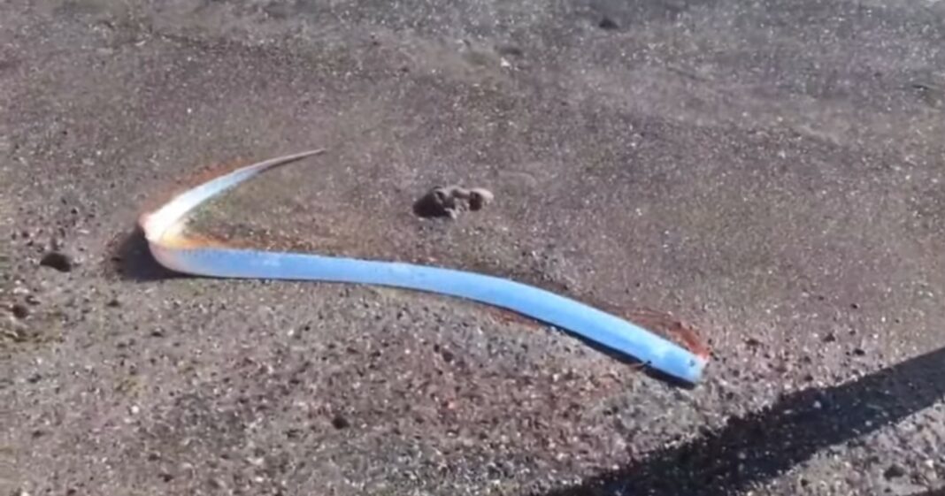 Риба на судниот ден