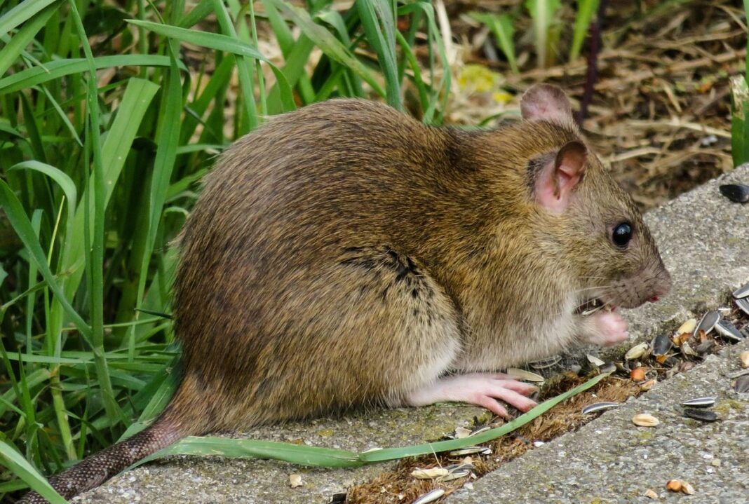 Стаорец пик