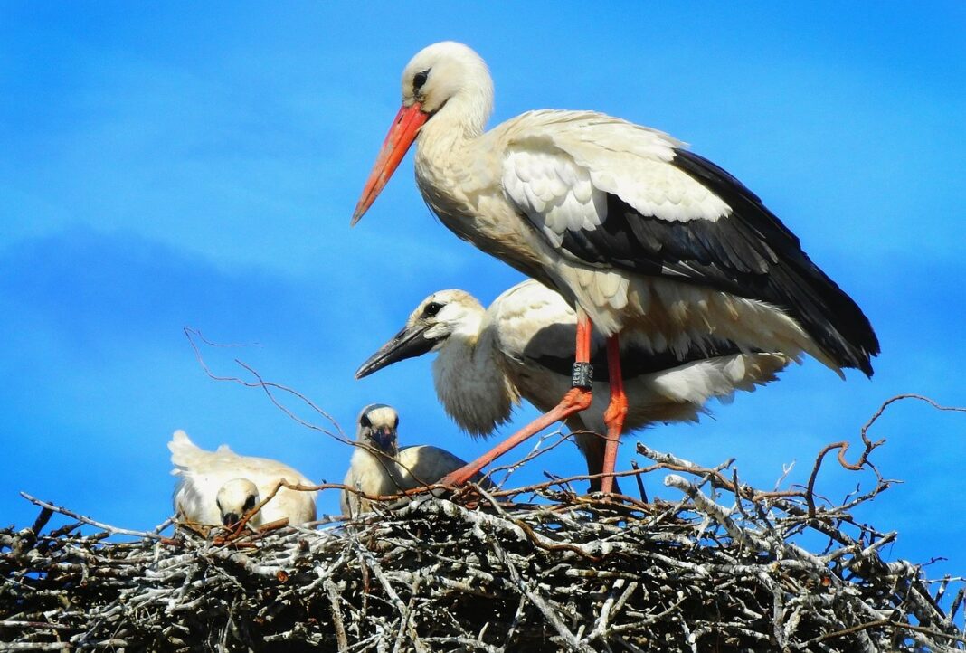 stork