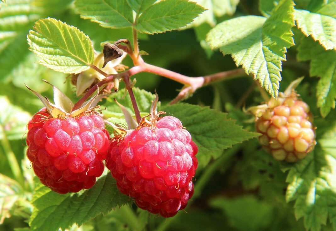 raspberries-1700485_1280
