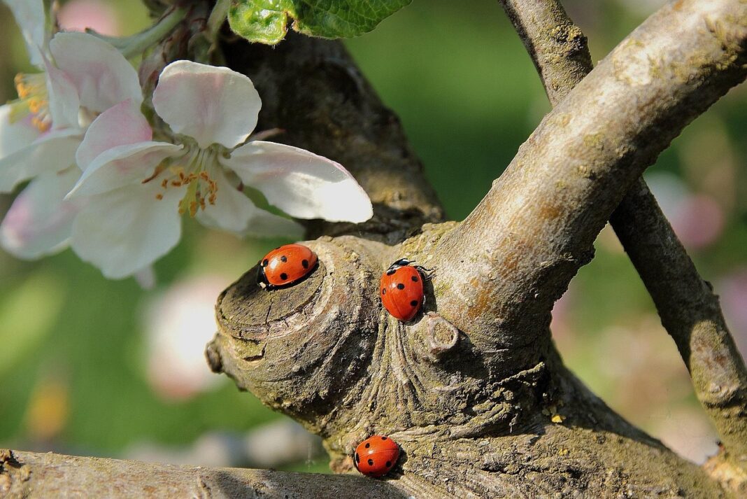 ladybug-722783_1280