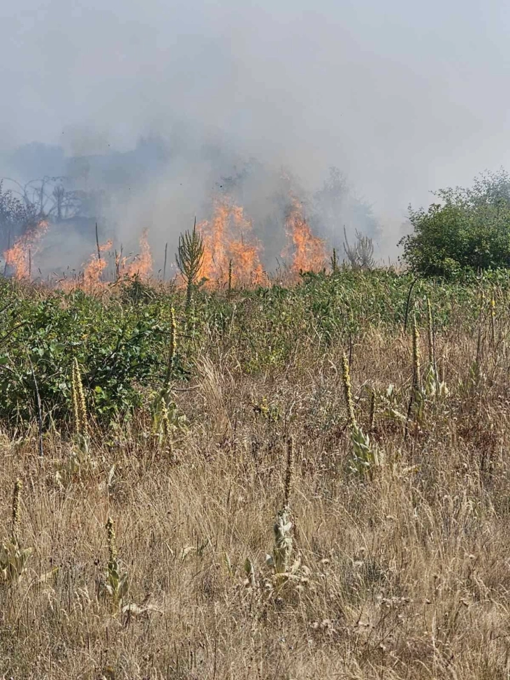 pozar goten berovsko
