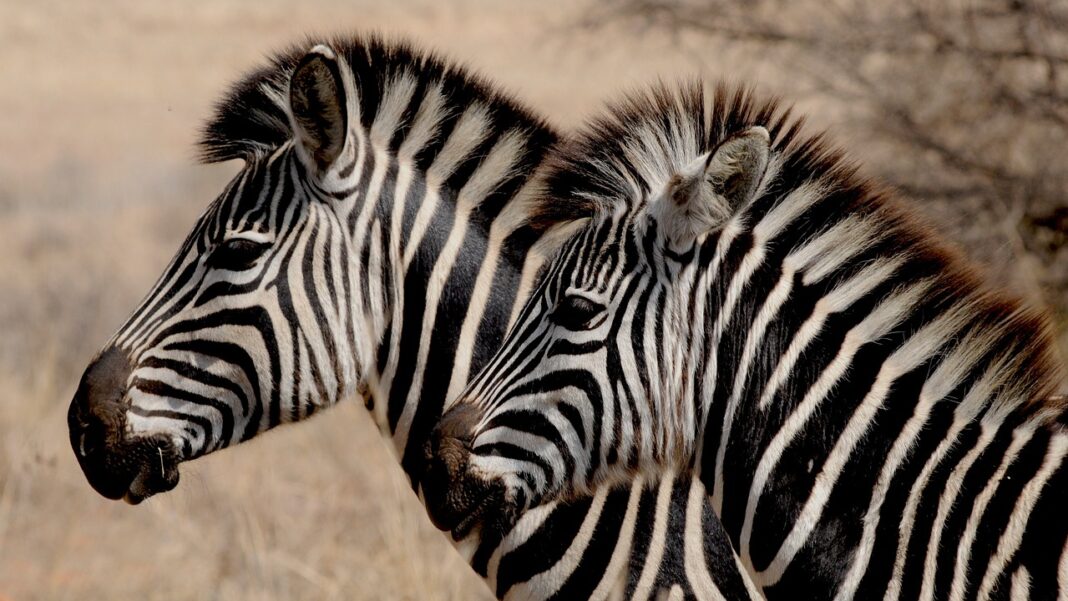 zebras-927272_1280