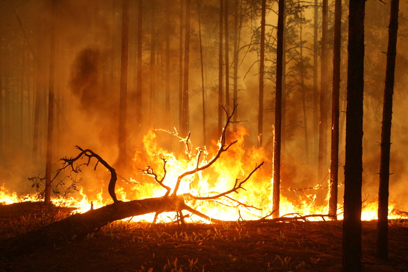Forest fires rage in Russia