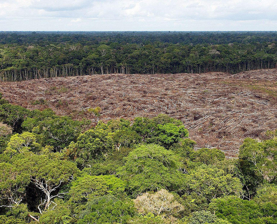 Deforestation in the Amazon