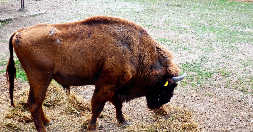 bizon ZOO