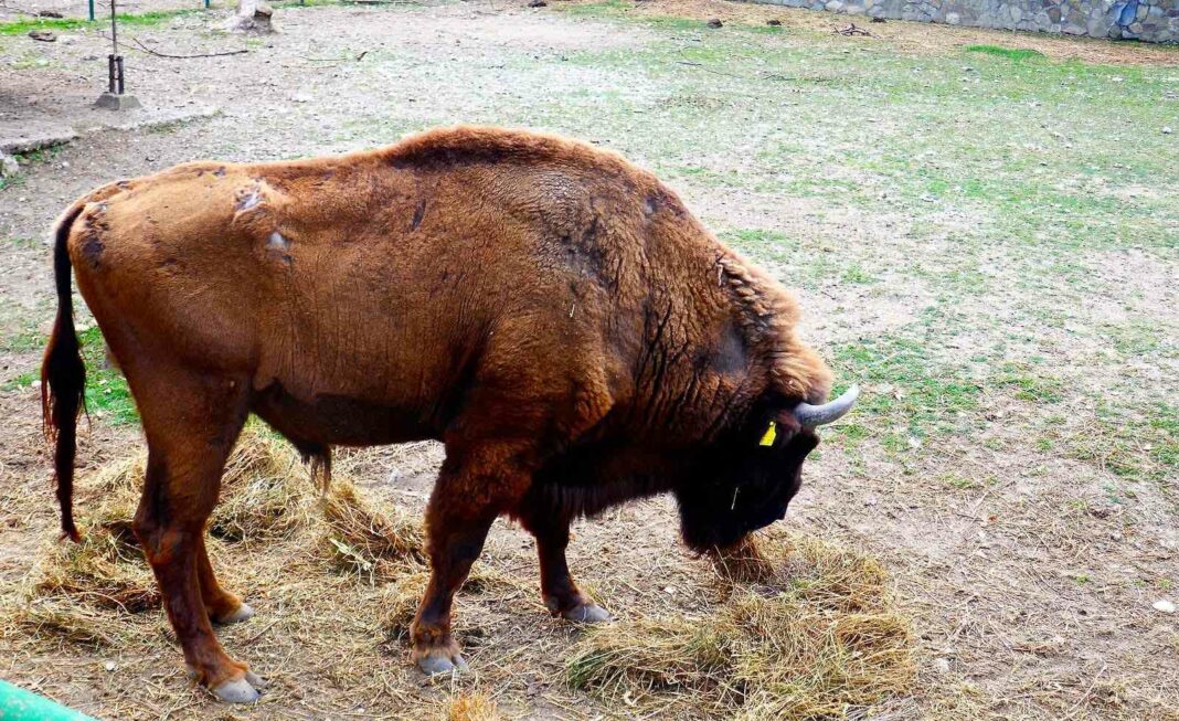 bizon zooloska skopje