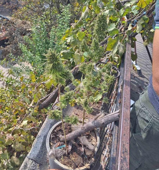 marihuana stracinci 1