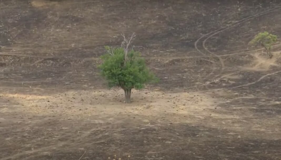 Шпанија дрво спасено од пожар