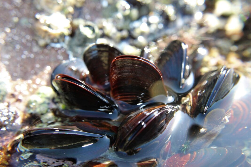 mussel-4867351_1280