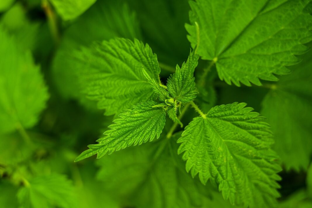 nettle-7205941_1280