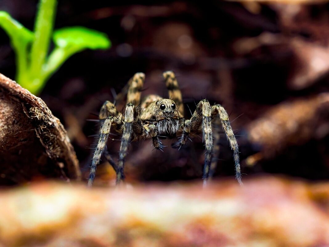 wolf-spider-4970552_1280