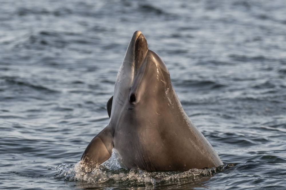 Dolphin Safari in Denmark