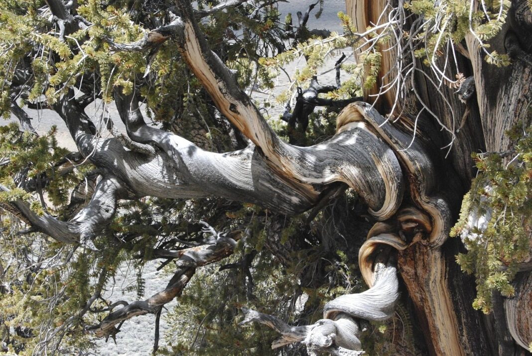 bristlecone-pine-1044189_1280