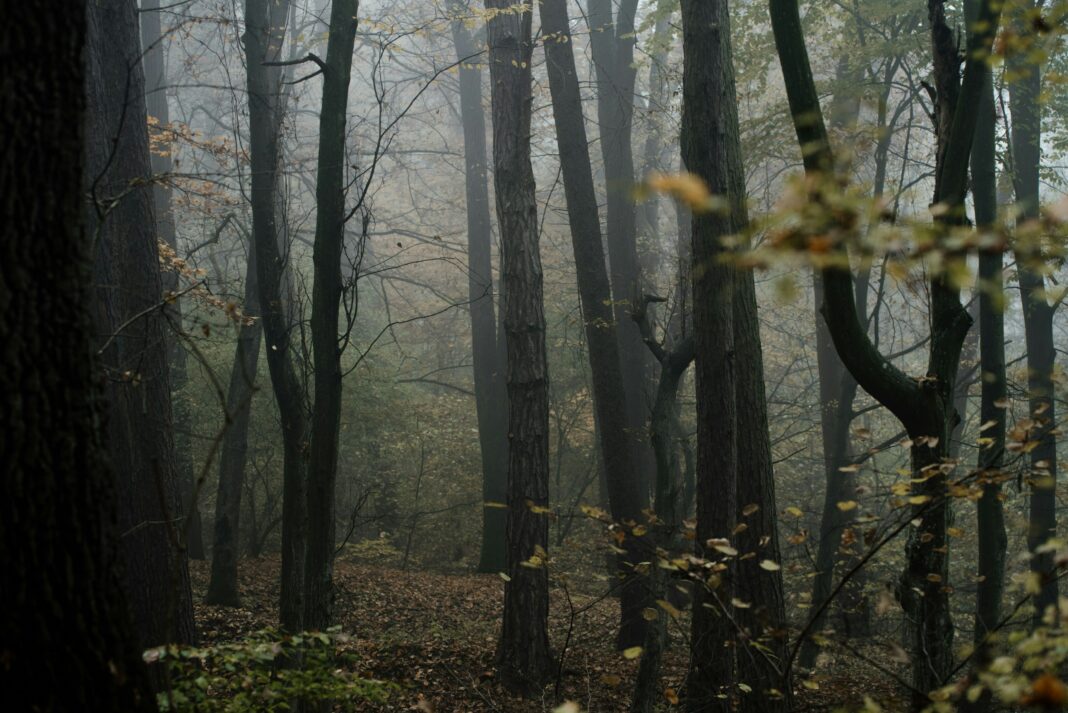 eduard-gross-UEseya_wfvA-unsplash