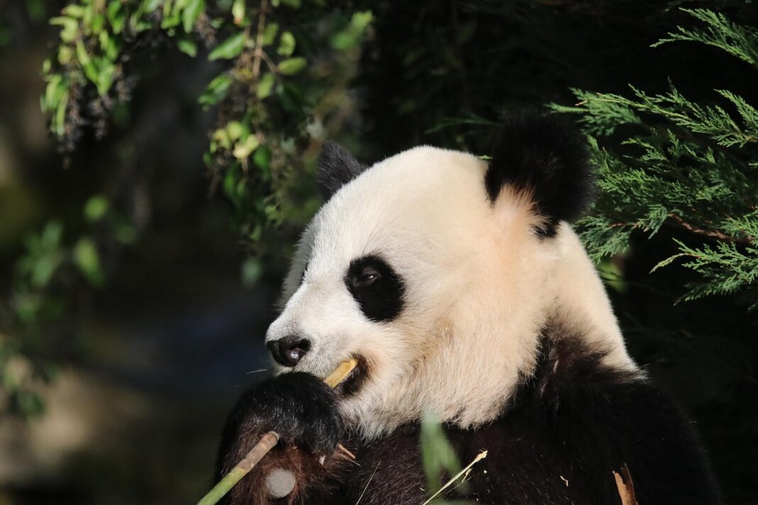 giant-panda-7559560_1280(1)