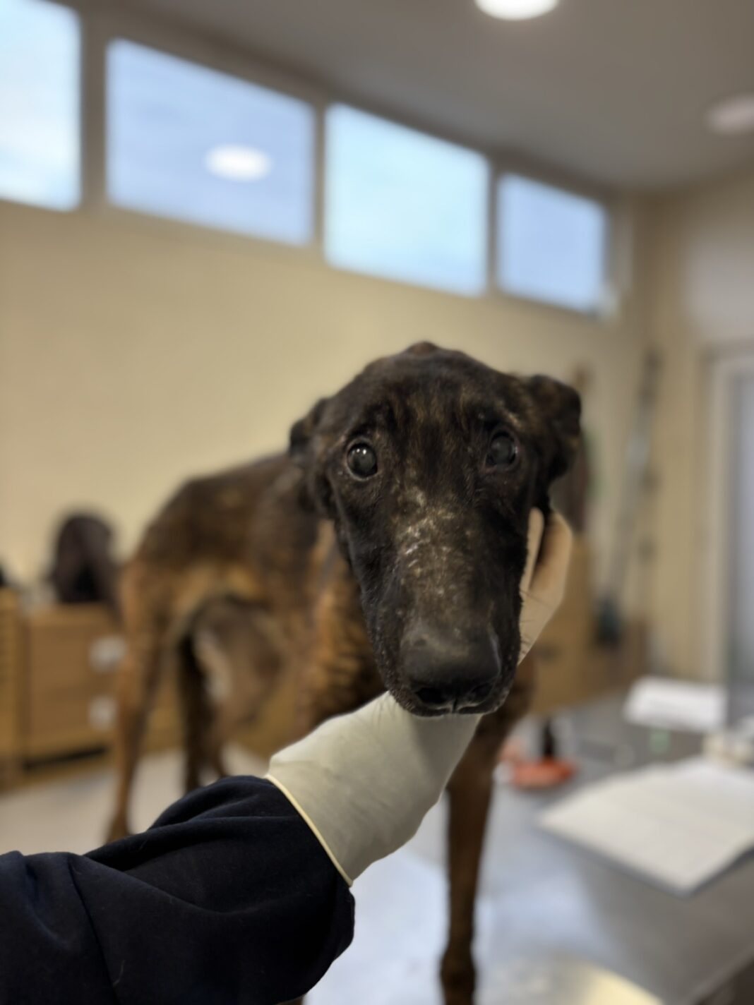 spaseno kuce - lajka