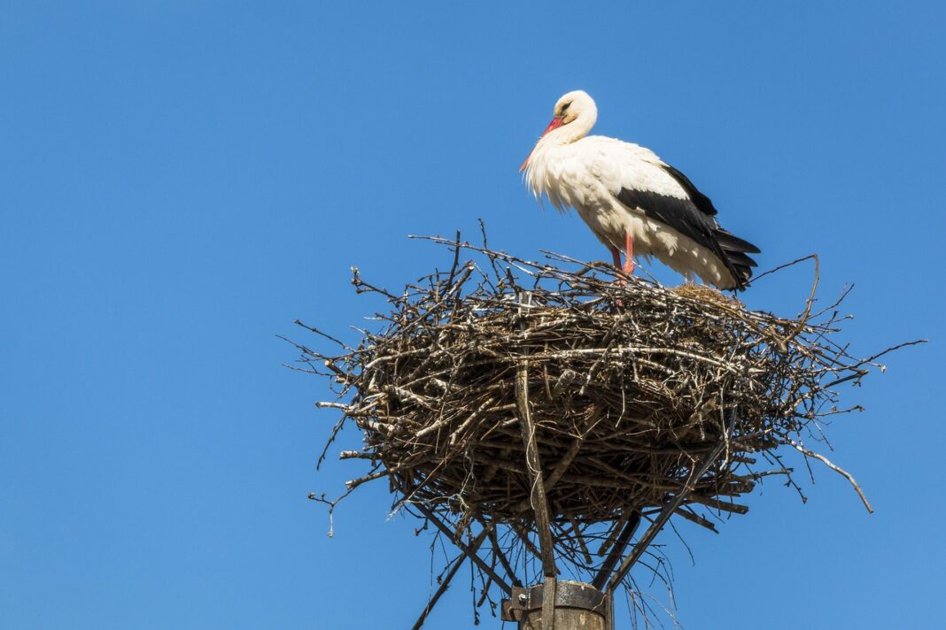 stork-1556472_1280
