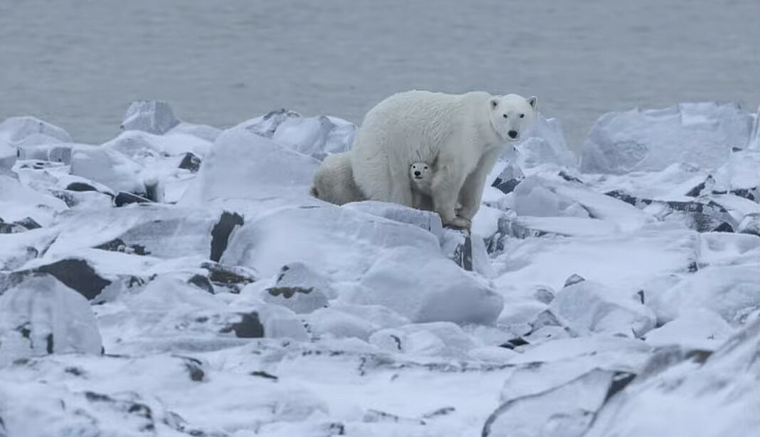 Поларна мечка посвои