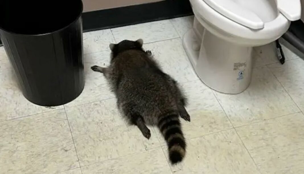 Ракун пијан