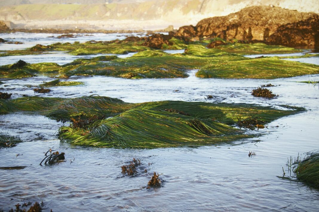 seaweed-7055826_1280