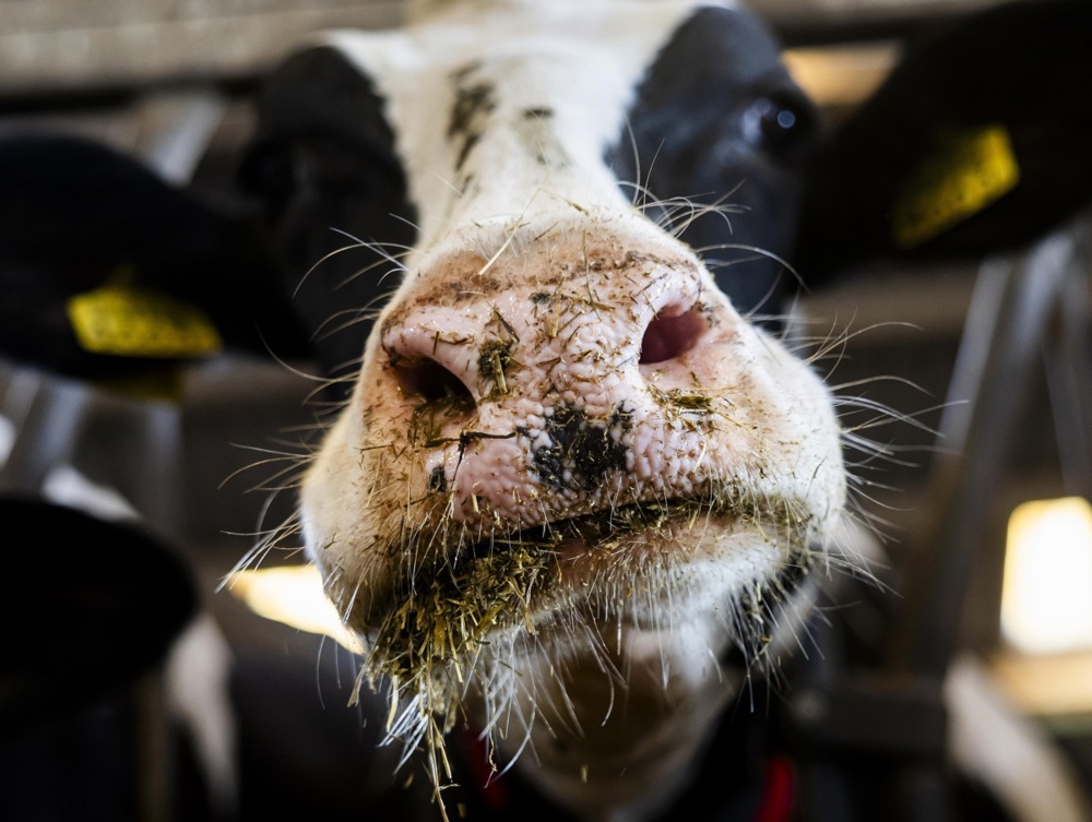 Sustainable farming efforts advance in North Holland dairy farms