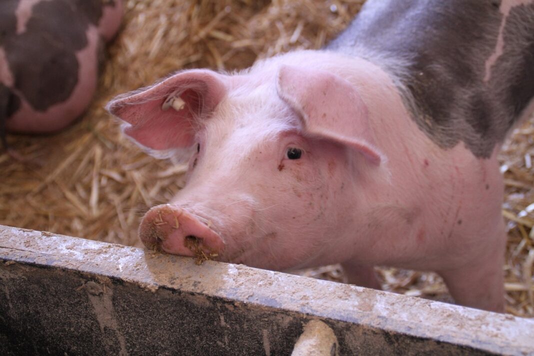 pig-4502063_1280