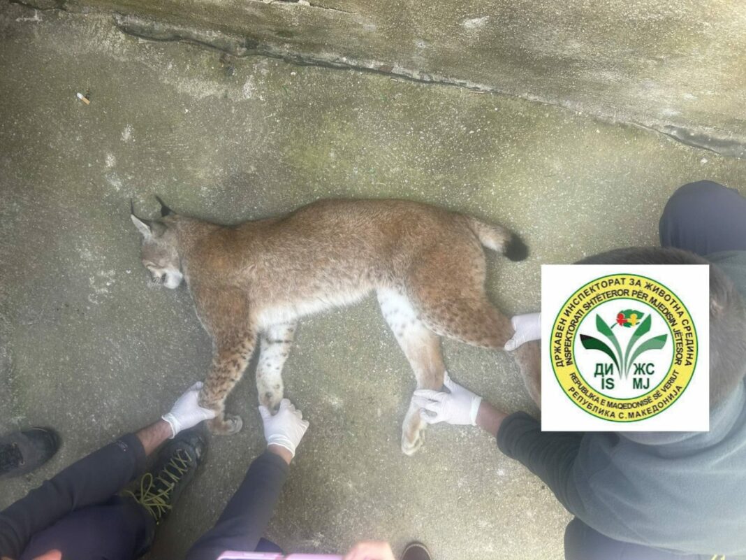 balkanski ris - uginat