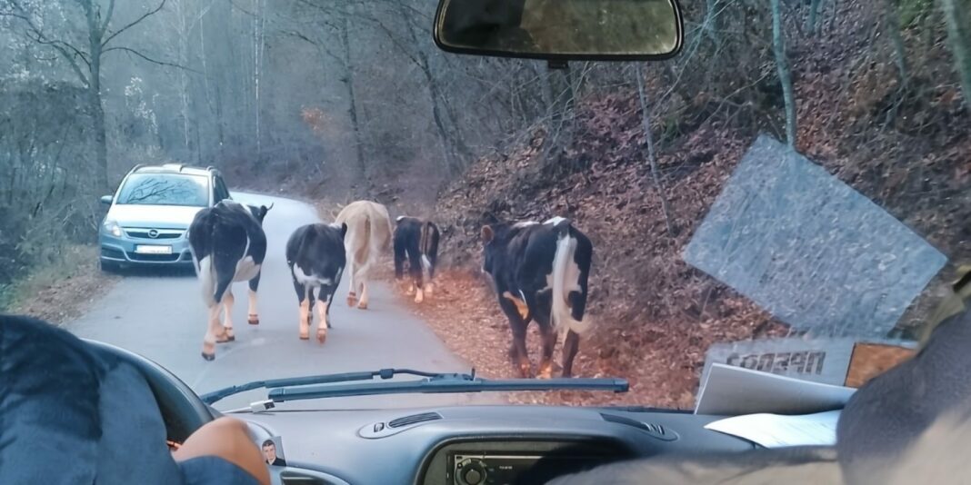 kravi - kriva palanka