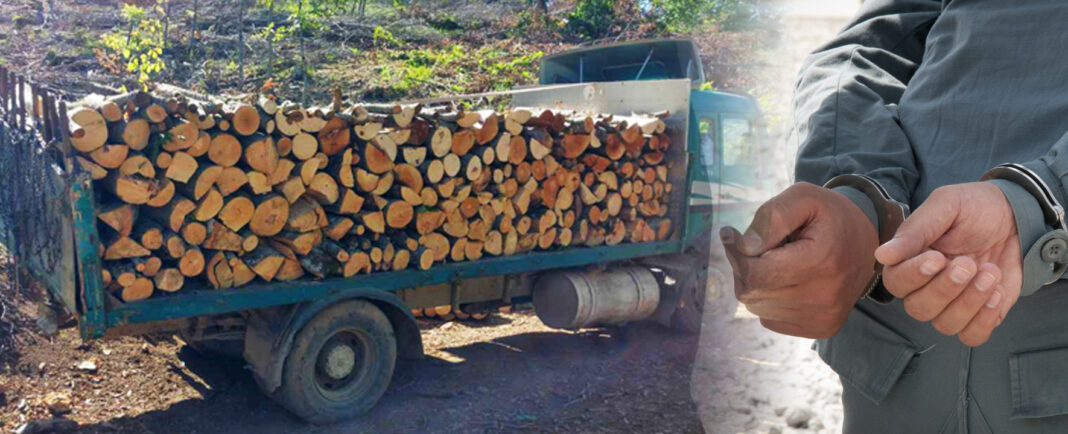 krazba drva uapseni mvr