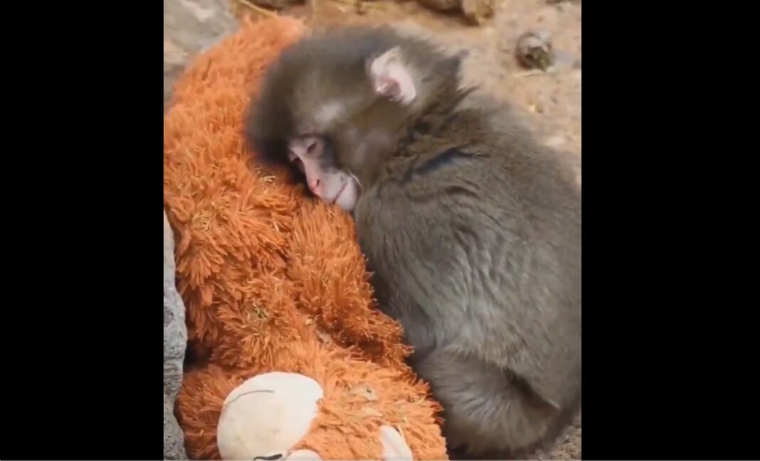 Панч макаки