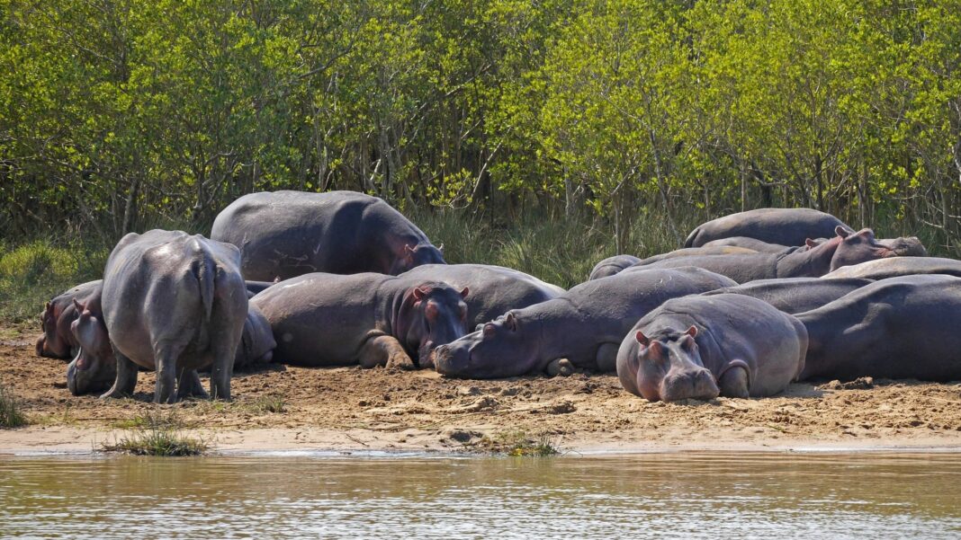 hbieser-hippo-3645648