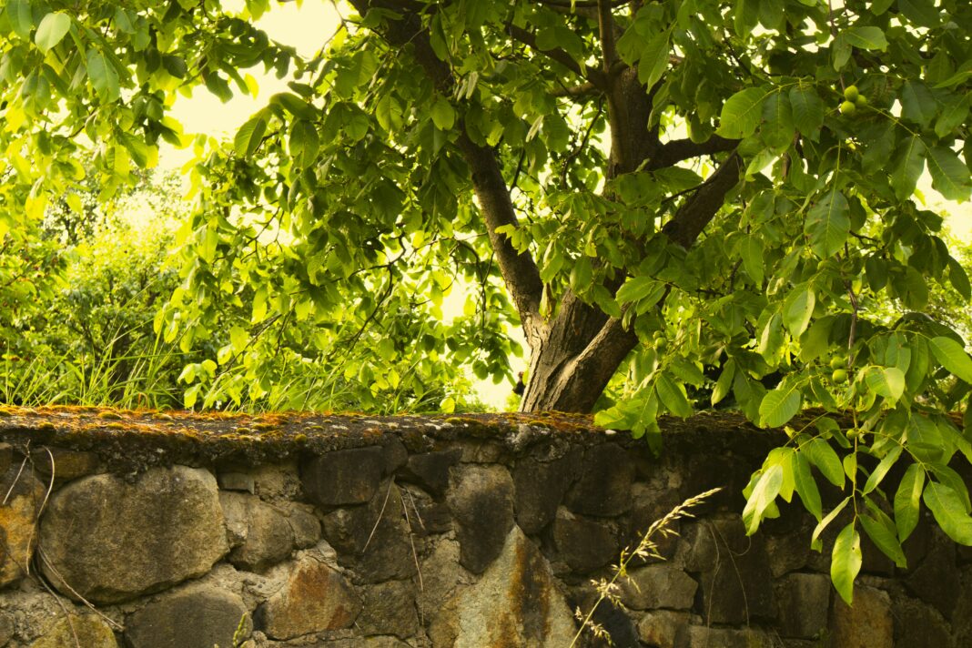 marko-lengyel-O0afBAP-q1Q-unsplash