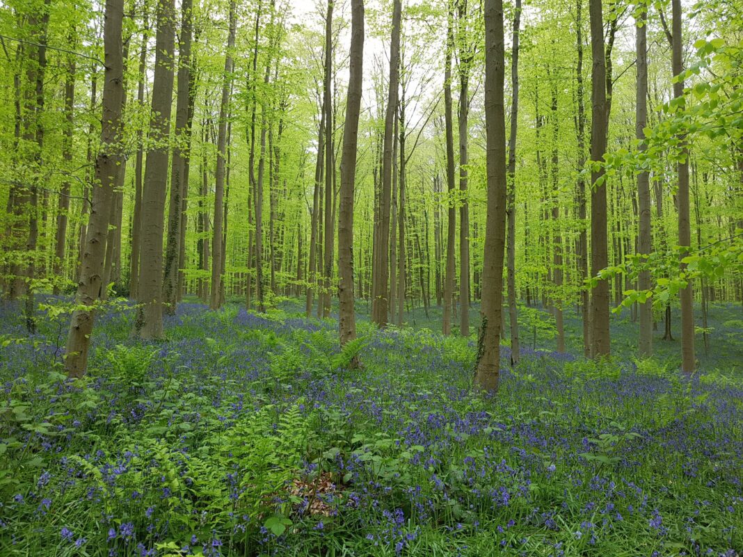 ruvenss-forest-2293768