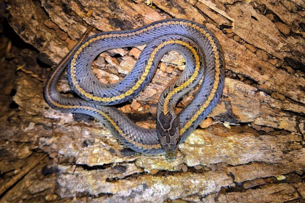 minhtri8725493-snake-6593301